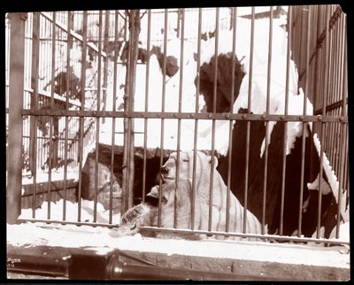View of a Polar Bear in a Cage at the Central Park Zoo, New York, 1898 by Byron Company